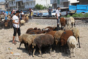 تشدید نظارت دامپزشکی مازندران بر سلامت دام در آستانه عید قربان