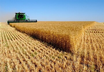 آغاز برداشت گندم در شهرستان مهر استان فارس