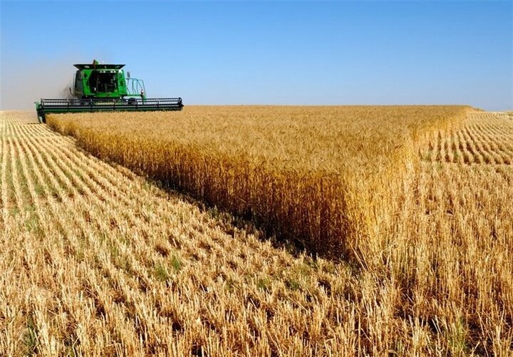 آغاز برداشت گندم در شهرستان مهر استان فارس