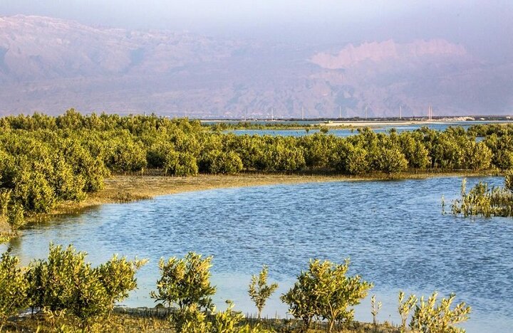 تجربه‌ای متفاوت از کویر، دریا و جنگل‌ در شهرستان سیریک