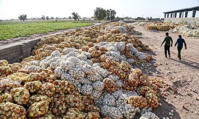 ورود بازرسی به سوءمدیریت جهاد کشاورزی و اتلاف محصولات در جنوب کرمان