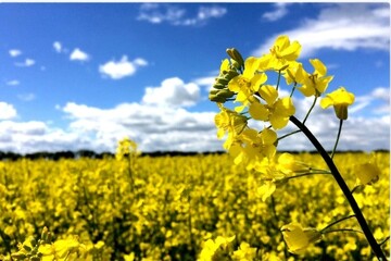 محصول کلزا در مازندران خرید تضمینی می‌شود